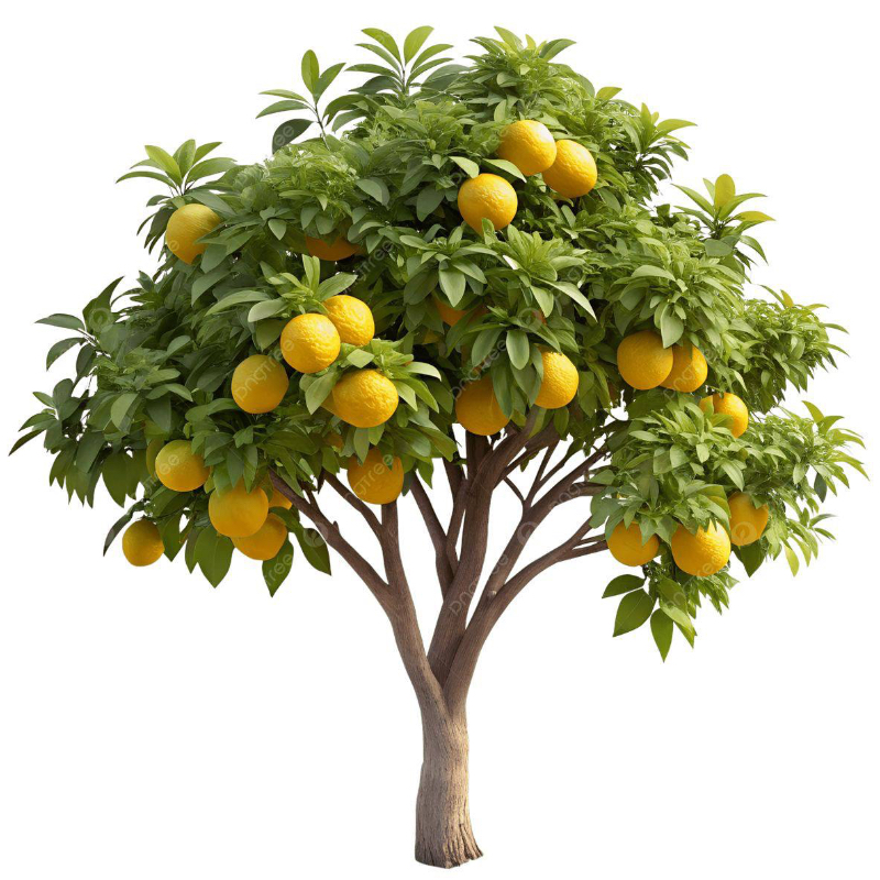 UB TANGERINE PLANT